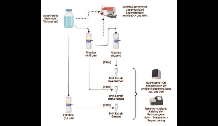 Fig. 1 Vorgehensweise bei der Fraktionierung und der Analyse der Wasserproben (erstellt mit BioRender.com).