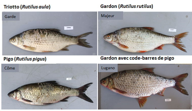 Fig. 9 Le triotto (en haut, à gauche) et le pigo (en bas, à gauche) sont indigènes dans les lacs du versant sud des Alpes. Le gardon (en haut, à droite) est indigène au nord des Alpes et a été introduit au sud où il est devenu envahissant. Les espèces en présence se sont alors hybridées, si bien que l’on rencontre aujourd’hui des poissons qui présentent le phénotype du gardon et le code-barres génétique du pigo ou du triotto (en bas, à droite, gardon à code-barres de pigo).