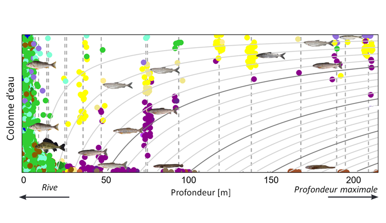 Fig. 4 Distribution spatiale des espèces de poissons dans un lac profond: exemple du lac des Quatre-Cantons. L’axe des x correspond à la profondeur à laquelle ont été tendus les filets. Les lignes verticales en pointillés indiquent chacune l’emplacement d’un filet vertical. L’axe des y correspond à la profondeur relative de l’endroit où chaque poisson a été capturé (de la surface jusqu’au fond du lac). Les lignes iso indiquent les profondeurs effectives de capture dans le lac. Les couleurs correspondent aux différentes espèces capturées: jaune et marron clair = différentes espèces de corégones, violet foncé = différentes espèces d’ombles, marron foncé = chabots, bleu clair = gardons, violet clair = ablettes, vert = perches.