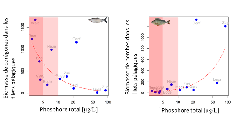 Fig. 7 Relations opposées entre la biomasse des deux taxons les plus fréquents et le phosphore total dans les grands lacs profonds (profondeur moyenne > 50 m). Les données indiquent la biomasse moyenne (en grammes) des poissons capturés au filet pélagique vertical dans tout un lac. L’axe des x est à l’échelle logarithmique.