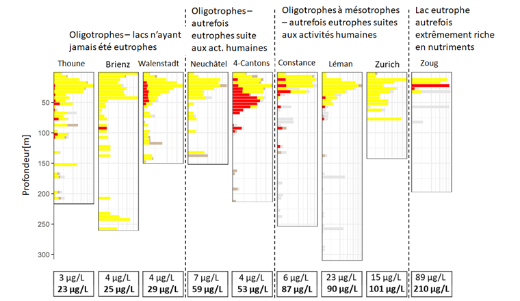 Fig. 9 Distribution des poissons en fonction de la profondeur dans différents lacs présentant différents passés d’eutrophisation. Les lacs sont classés en fonction de leur teneur en nutriments actuelle (ligne du haut) et passée (ligne du bas, au moment de la pollution organique la plus forte). Sont représentés les groupes de poissons suivants : les corégones en jaune, les ombles en rouge, les chabots en marron clair et la lotte en gris.