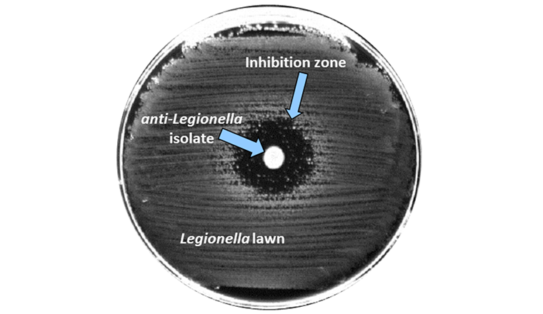 Wenn es Bakterien gelingt, mit giftigen Verbindungen die Legionellen zurückzudrängen, bildet sich um die Bakterienkolonie eine Inhibitionszone im Legionellenrasen.
(Bild: ©Eawag)