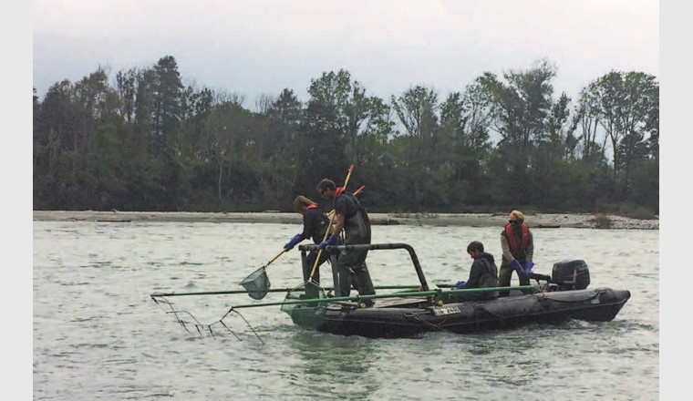Fig. 2 Exemple de pêches expérimentales à l'électricité: pêche par bateau équipé d'une anode fixée à l'avant dans la zone alluviale des Mastrils.