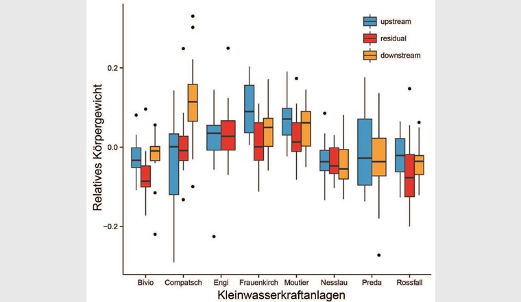 Fig. 14b Masse corporelle relative des truites (données rapportées à la longueur du corps ; les couleurs correspondent aux points de prélèvements précités; voir fig. 14a)