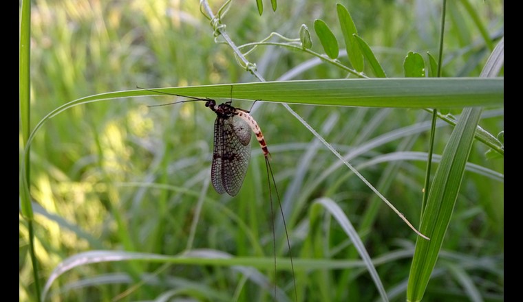 Gli invertebrati, come questa mayfly, sono ottimi indicatori per il monitoraggio della qualità dell'acqua. (Immagine: ©Senckenberg)