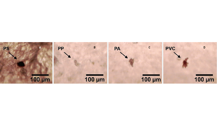 Abb. 4 Lichtmikroskopische Aufnahmen von Mikroplastik aus Polystyrol (PS) und Polypropylen (PP), das im Rohwasser (A und B) gefunden wurde, und von Polyamid (PA) und Polyvinylchlorid (PVC), das im behandelten Wasser (C und D) gefunden wurde.