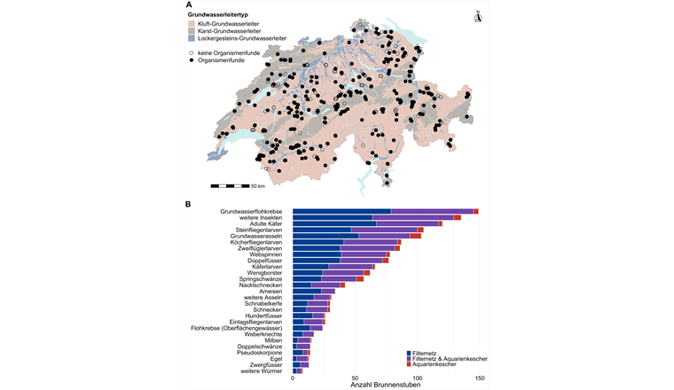 Fig. 2 A) Die Karte zeigt alle beprobten Standorte und die Verteilung der Grundwasserleitertypen in der Schweiz. Dunkle Punkte zeigen Standorte mit Organismenfunden, während leere Kreise Standorte ohne Organismenfunde zeigen (Geodaten: BAFU und swisstopo).
B) Identifizierte Organismengruppen mit der jeweiligen Anzahl Brunnenstuben (insgesamt 462), in denen jede Organismengruppe gefunden wurde.