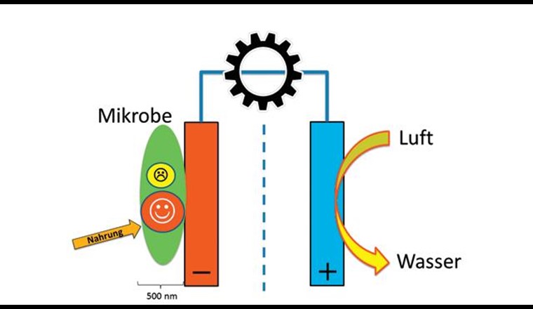 Fig. 1 Schema einer mikrobiellen Brennstoffzelle, in der die Elektronen (gelb) und Protonen (rot) von der Anode (rot) zur Kathode (blau) wandern und gleichzeitig Strom erzeugen. 