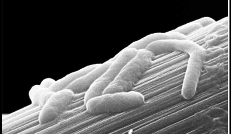 Durch Abwasserreinigung Strom erzeugen und auch einsparen? Mikroben machen es möglich. Im Bild: Shewanella oneidensis MR1 auf einer Kohlenstofffaser bei der anaeroben Atmung. Länge der Mikroben: 1–2 Mikrometer.