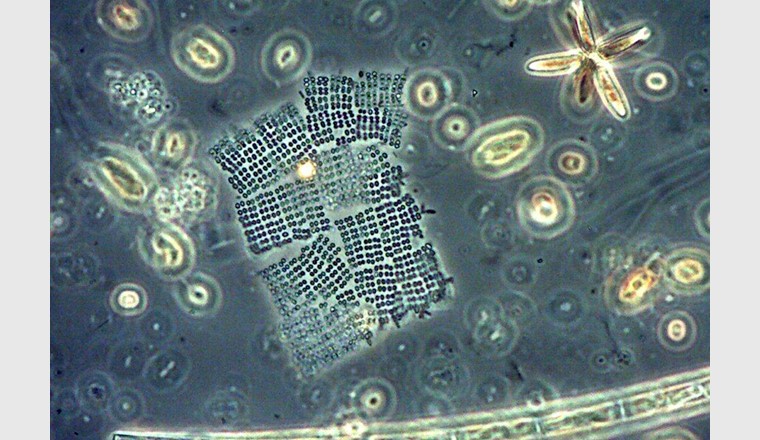 Una specie di cianobatteri: Merismopedia