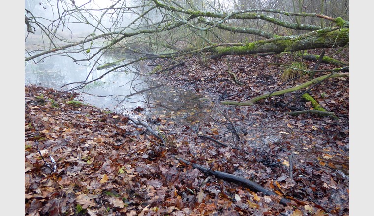 Les feuilles mortes venant de haies et forêts voisines sont une source importante de carbone pour les cours d'eau.