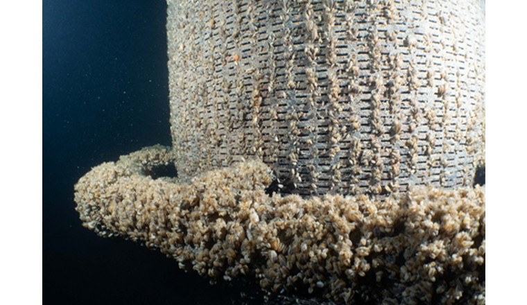 An den Saugkörben von Entnahmeleitungen wird in der Regel der stärkste Muschelbefall festgestellt. (Foto: Photography Montagner/St. Galler Stadtwerke)