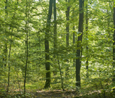 Erneuerbare Energie- und Biokohleproduktion aus Holz. (© G. Gust/123RF.com)