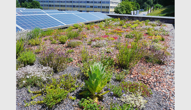 Les toits et façades végétalisés emmagasinent une grande partie des précipitations, réduisent la température de surface par évapotranspiration et favorisent la diversité des espèces. (©VSA)