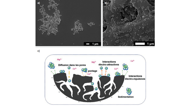 Fig. 6 (a) Image de microscopie électronique de nanoplastiques dans l’eau brute du lac Léman et concentration en nanoplastiques égale à 20 mg/l. Les nanoplastiques sont agrégés et enrobés dans une matrice organique. (b) Image de microscopie électronique de nanoplastiques adsorbés sur charbon actif dans de l’eau brute: concentration en nanoplastiques égale à 20 mg/l. Les nanoplastiques sont principalement adsorbés sous forme d’agrégats et une faible migration est observée dans les pores contrairement à l’eau ultrapure. (c) Mécanismes proposés pour l’élimination des nanoplastiques en présence de charbon actif. L’adsorption et élimination des nanoplastiques est en partie déterminée par la présence de matières organiques et d’ions divalents.