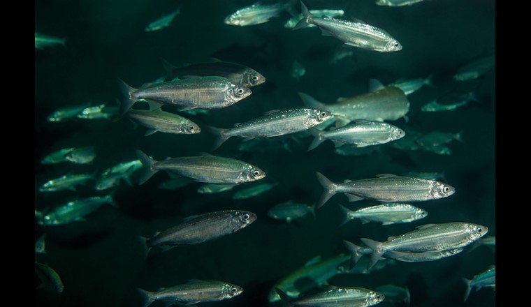 Les bancs de ces poissons argentés qui peuplent les profondeurs de nos lacs sont un précieux trésor. (©FSP)
