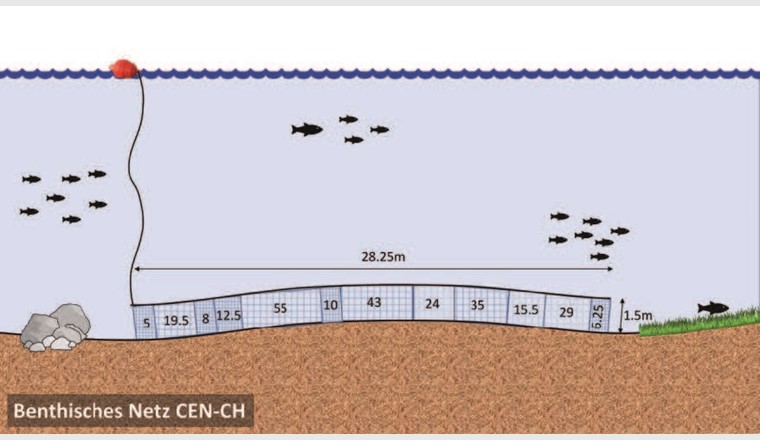 Fig. 2 Graphische Darstellung der benthischen CEN-CH Multimaschen-Kiemennetze, die für die Befischung von stehenden Gewässern in der Schweiz empfohlen werden. Die in den einzelnen Netzblättern angegebenen Zahlen entsprechen der Maschenweite (Knotenabstand) in Millimetern.