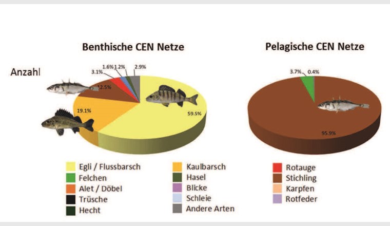 Fig. 6 Zusammensetzung der Fänge im Benthal und Pelagial des Bodensee-Obersees [11].