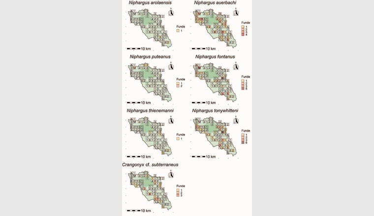Fig. 3 Verbreitungskarten der gefundenen Grundwasserflohkrebsarten. In Grün ist das Einzugsgebiet der Töss dargestellt [16]. Die dunkler schattierte Fläche zeigt die Gemeindegrenze von Winterthur. Die Zahlen 
in den Quadraten (2 × 2 km) geben an, wie viele beprobte Brunnenstuben sich jeweils darin befinden. Die Farbe (Funde) gibt an, in wie vielen von diesen Brunnenstuben die jeweilige Art gefunden wurde.
