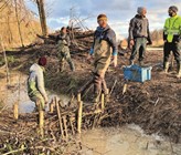 Die Abdichtung der BDA wird meist mit lokal vorhandenem Material wie Ästen, Steinen und Bachsubstrat ausgeführt. Wie beim natürlichen Vorbild sind BDA stets seriell einzubauen. Sind die einfachen Initialstrukturen einmal eingebaut, verändern sie die Gewässerdynamik, schaffen wertvolle Habitate und ermöglichen über die Zeit eine naturnahe Gewässerentwicklung hin zu auentypischen Lebensräumen. 
(©D. Tinner) Die Abdichtung der BDA wird meist mit lokal vorhandenem Material wie Ästen, Steinen und Bachsubstrat ausgeführt. Wie beim natürlichen Vorbild sind BDA stets seriell einzubauen. Sind die einfachen Initialstrukturen einmal eingebaut, verändern sie die Gewässerdynamik, schaffen wertvolle Habitate und ermöglichen über die Zeit eine naturnahe Gewässerentwicklung hin zu auentypischen Lebensräumen. 
(©D. Tinner)