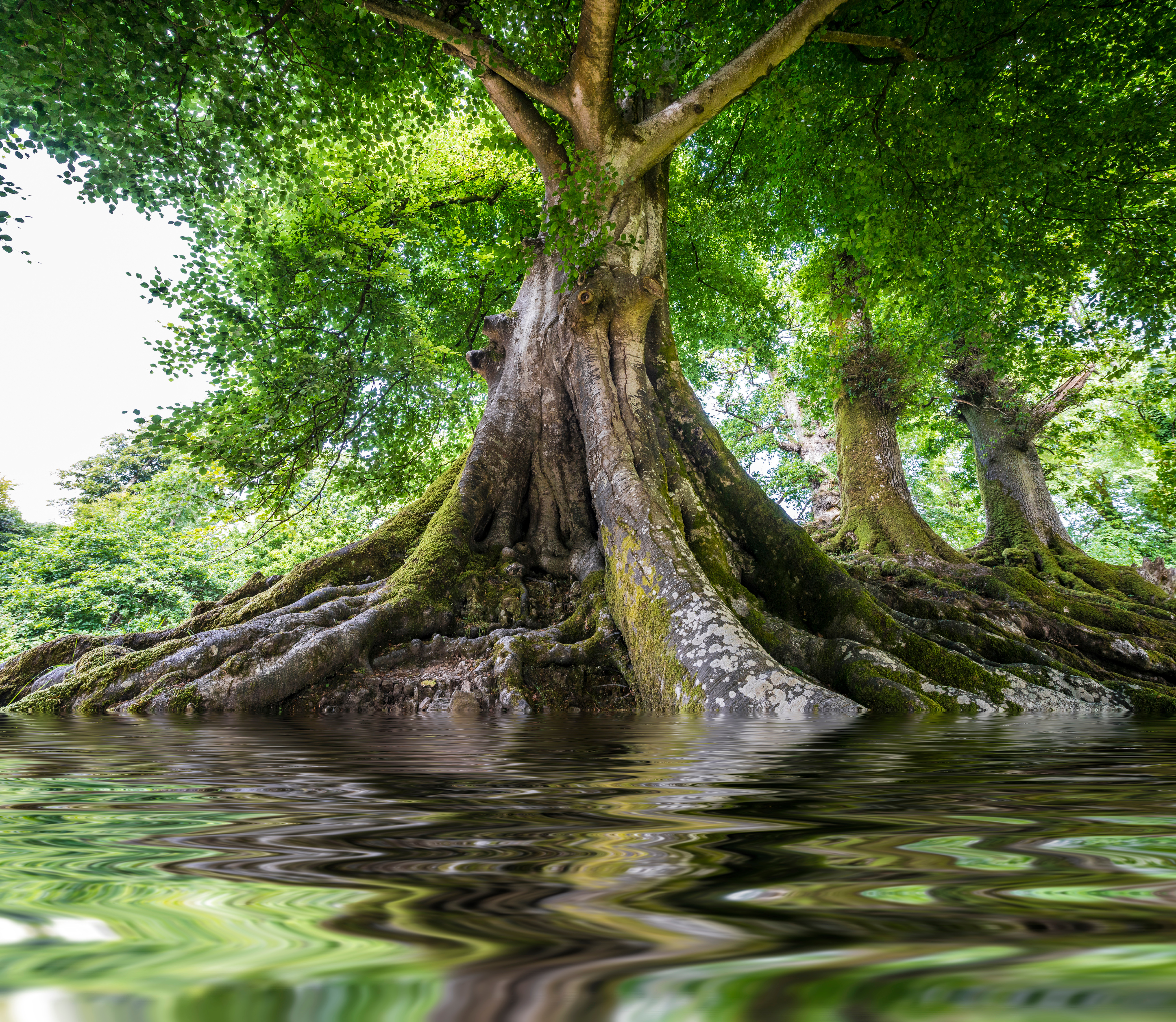 Nach einer Schätzung des Bundesamtes für Umwelt (Bafu) gelangen pro Jahr rund 14'000 Tonnen Kunststoffe in Schweizer Böden und Gewässer. Hauptverantwortlich sind dafür der Reifenabrieb und das Littering. Plastik zersetzt sich in der Umwelt in immer kleinere Teile in Mikro- und Nanoplastik. (Bild: © V.Kuttelvaserova/Adobestock)