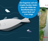 Insektizide sind sehr giftig für Wasserlebewesen. Bereits 1 Fingerhut (10ml) vom Insektizid Cypermethrin tötet die Hälfte der Bachflohkrebse in einem 1-2 km Länge. Insektizide sind sehr giftig für Wasserlebewesen. Bereits 1 Fingerhut (10ml) vom Insektizid Cypermethrin tötet die Hälfte der Bachflohkrebse in einem 1-2 km Länge.