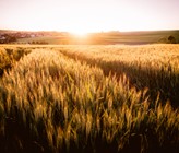 Mit dem Bericht «Zukünftige Ausrichtung der Agrarpolitik» erfüllt der Bundesrat zwei Postulate des Stände- bzw. des Nationalrates. (Bild: ©focus finder/adobestock) Mit dem Bericht «Zukünftige Ausrichtung der Agrarpolitik» erfüllt der Bundesrat zwei Postulate des Stände- bzw. des Nationalrates. (Bild: ©focus finder/adobestock)