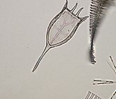 Einsatz moderner molekularbiologischer
Monitoringmethoden im Bodensee. (©LUBW) Einsatz moderner molekularbiologischer
Monitoringmethoden im Bodensee. (©LUBW)