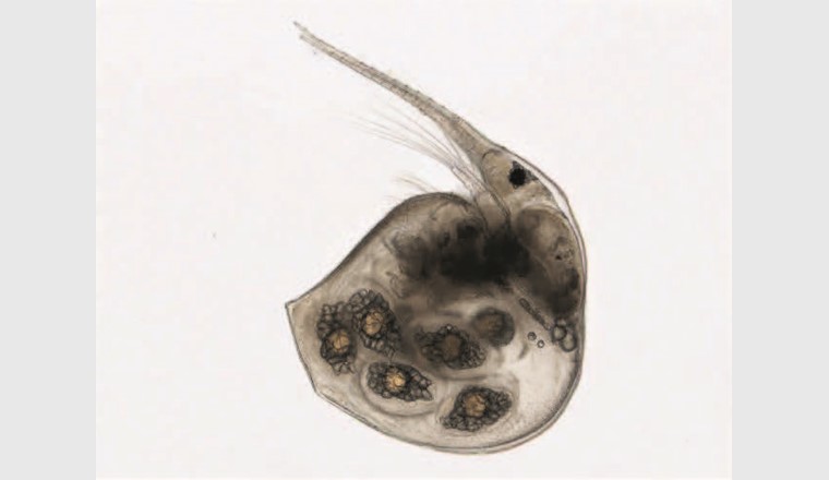 Bosmina coregonii gehört zu den Cladoceren und wird im Metabarcoding zuverlässig nachgewiesen. (©LUBW)