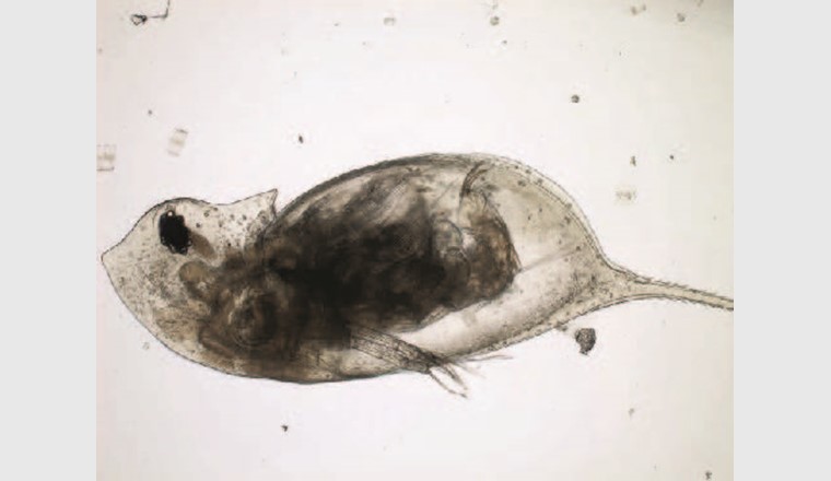 Der Wasserfloh Daphnia galeata ist ein häufiger Vertreter der Cladocera im Plankton des Bodensees. Die Nachweise über das Metabarcoding und die mikroskopische Analyse verliefen unproblematisch. (©LUBW)