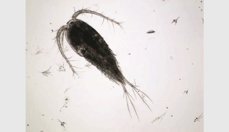 Unter den Copepoda gehört Cyclops abyssorum zu den häufigeren Arten im Bodensee. Der Nachweis über das Metabarcoding verlief sowohl bei der Verwendung der COI-Region als auch bei der Verwendung der ITS-Region zuverlässig. (©LUBW)