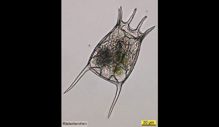 Mittels Metabarcoding konnte das Rädertier Keratella quadrata im Bodensee gut nachgewiesen werden – bei Rädertieren (Rotifera) ist dies jedoch oftmals nicht der Fall. (©LUBW)