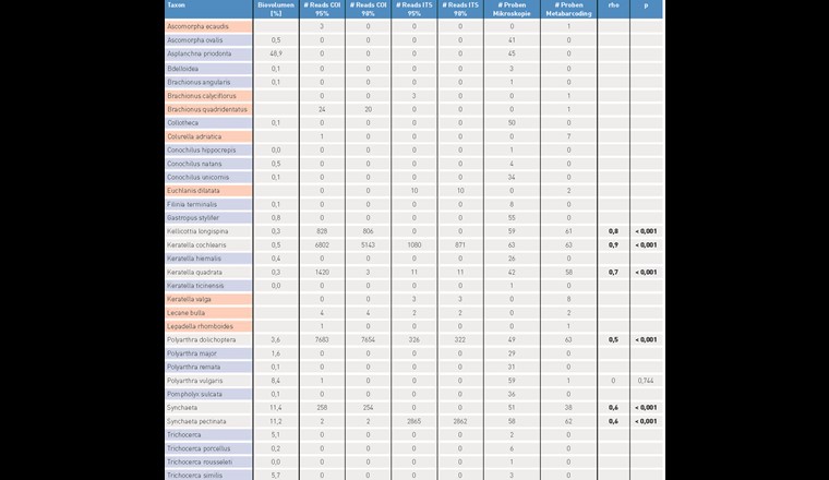 Tab. 2 Ergebnis des Metabarcoding-Verfahrens für die Copepoden. Blau hervorgehoben sind Taxa, die nur mikroskopisch bestimmt wurden, und rot solche, die nur genetisch erfasst wurden. Für jedes Taxon sind sowohl das über alle Kampagnen gemittelte relative Biovolumen und die über alle Kampagnen gemittelte Anzahl der Reads (d. h. der klassifizierten Sequenzen) für die beiden Markergene bei einer Übereinstimmung von mindestens 95% bzw. 98% mit der Referenzsequenz angeben. Ausserdem ist für jedes Taxon festgehalten, in wie vielen der insgesamt 63 Proben es durch das lichtmikroskopische bzw. molekularbiologische Verfahren detektiert wurde, sowie das Ergebnis der Rangkorrelationsanalyse nach Spearman zwischen der Anzahl der detektierten Reads (Summe der COI- und ITS-Reads bei Übereinstimmung von mind. 95%) und dem taxonspezifischen Biovolumen (N = 63).