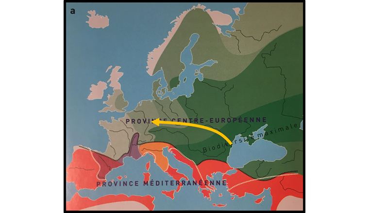 Fig. 2 Recolonisation à partir des refuges glaciaires (d’après Keith et al. 2020, modifié).