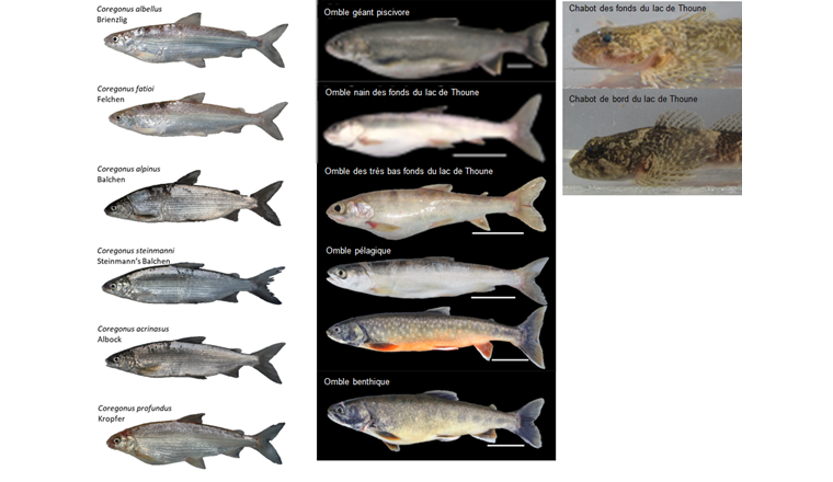 Fig. 4 Diversité d’espèces endémiques du lac de Thoune regroupant six corégones, cinq ombles et un chabot des fonds lacustres. Les ombles des différentes espèces n’arborent leurs couleurs caractéristiques qu’en période nuptiale. Ce phénomène est illustré ici par deux photos d’un omble pélagique en phase de repos et en phase de reproduction. On ignore encore aujourd’hui si les deux espèces d’ombles des fonds lacustres développent elles aussi une livrée nuptiale.