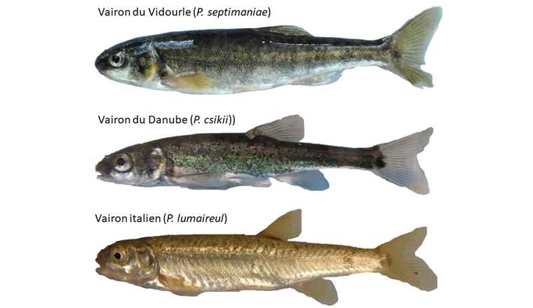 Fig. 5 La présence du vairon du Vidourle (en haut), de la forme occidentale du vairon ponto-caspien (au milieu) et du vairon italien (en bas) a été attestée par des analyses génétiques à l’ouest et au centre de l’espace alpin et préalpin.