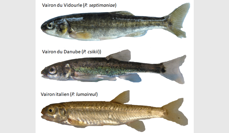 Fig. 5 Die Vorkommen von Vidourle-Elritze (oben), westlicher Variante der Donau-Elritze (Mitte), und italienische Elritze (unten) konnten durch genetische Untersuchungen im westlichen und zentralen Alpenraum dokumentiert werden.