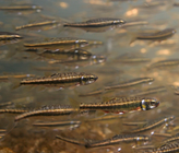 Mit dem Projet Lac wurden erstmals systematisch die Fischbestände in 35 Seen des Alpenraums aufgenommen. (©M. Roggo) Mit dem Projet Lac wurden erstmals systematisch die Fischbestände in 35 Seen des Alpenraums aufgenommen. (©M. Roggo)