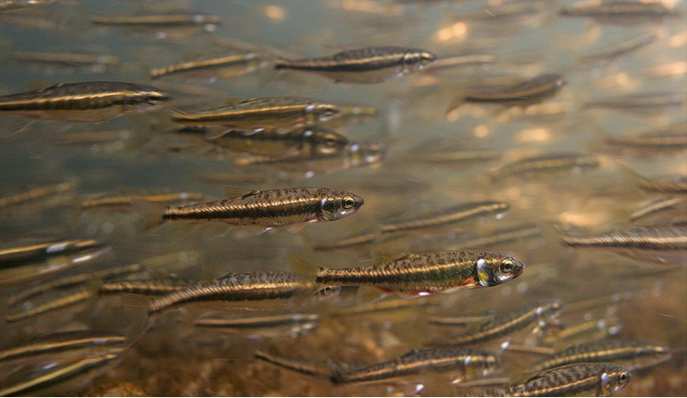 Les grands lacs profonds du pourtour des Alpes sont des écosystèmes disposant d’une diversité exceptionnelle d’espèces de poissons. Dans le Projet Lac, la faune piscicole de 35 lacs de la région alpine a été, pour la première fois, recensée de manière systématique. (Photo: ©M. Roggo)