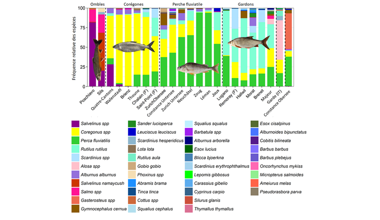 Fig. 2 Fréquence relative des espèces de poissons capturées dans les différents lacs au moyen de filets pélagiques verticaux dans le cadre du Projet Lac. Sont représentées les données de CPUE rapportées au volume [12].
