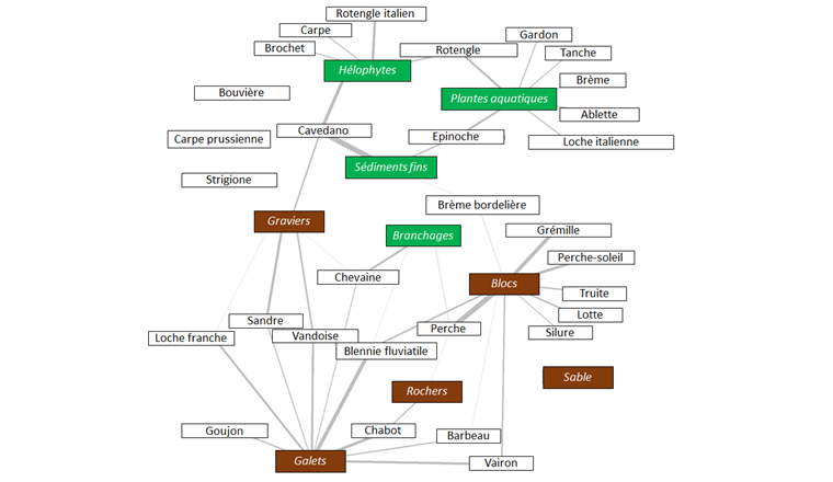 Fig. 6 Associations entre espèces de poissons et habitats littoraux en fin d’été/début d’automne (établies à partir des données de 28 lacs). Les traits gris indiquent les cas dans lesquels une espèce est observée plus fréquemment dans un habitat que ne l’entraînerait une distribution aléatoire. Plus un de ces traits est épais, plus l’association espèce-habitat est forte. Les espèces qui ne présentent pas d’association significative avec un habitat sont indiquées dans des cases isolées (le strigione, p. ex.).