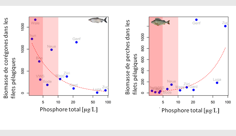 Fig. 7 Gegensätzliche Beziehung zum Gesamtphosphor für die Biomasse der beiden häufigsten Fischtaxa in den grossen und tiefen Seen (Seen durchschnittlicher Tiefe > 50 m). Die Daten zeigen die durchschnittlich gefangene Biomasse (in Gramm) von Fischen in vertikalen Pelagialnetzen für den gesamten See. Die x -Achse ist in logarithmischer Skala dargestellt.