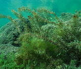 Die vorherrschenden Umweltbedingungen beeinflussen die Artenzusammensetzung und die Häufigkeiten der Fischgemeinschaften massgeblich. (©M. Roggo)
