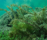 Die vorherrschenden Umweltbedingungen beeinflussen die Artenzusammensetzung und die Häufigkeiten der Fischgemeinschaften massgeblich. (©M. Roggo) Die vorherrschenden Umweltbedingungen beeinflussen die Artenzusammensetzung und die Häufigkeiten der Fischgemeinschaften massgeblich. (©M. Roggo)