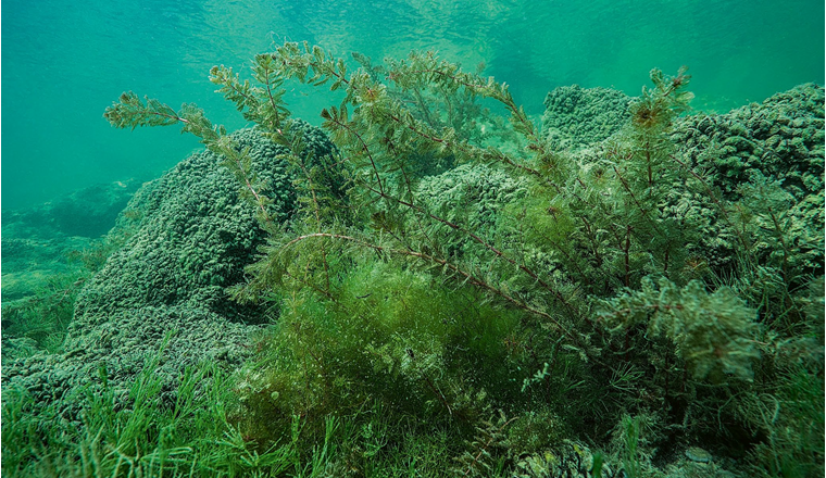 Les lacs du pourtour des Alpes possèdent un large éventail d’espèces de poissons. Outre la recolonisation à partir des refuges glaciaires des quatre bassins versants et l’apparition locale de nouvelles espèces, les conditions environnementales locales ainsi que les changements anthropogéniques influent sur la composition des communautés de poissons et sur l'abondance des espèces. (Photo: ©M. Roggo)