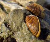 Die Quagga-Muschel stammt aus dem Schwarzmeer-Gebiet und breitet sich seit einigen Jahren in hiesigen Seen und Flüssen aus. (Bild: ©Luka/adobestock)