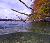 Die Bakteriengemeinschaften in städtischen Gewässern und Abwässern in Berlin unterscheiden sich deutlich von denen ländlicher Seen in den umliegenden Regionen, wie dem Stechlinsee. (Bild: ©Solvin Zankl) Die Bakteriengemeinschaften in städtischen Gewässern und Abwässern in Berlin unterscheiden sich deutlich von denen ländlicher Seen in den umliegenden Regionen, wie dem Stechlinsee. (Bild: ©Solvin Zankl)