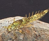 Zeitliche Trends von Makroinvertebraten -kantonale und nationale Monitoringdaten im Vergleich.  (© Verena Lubini) Zeitliche Trends von Makroinvertebraten -kantonale und nationale Monitoringdaten im Vergleich.  (© Verena Lubini)