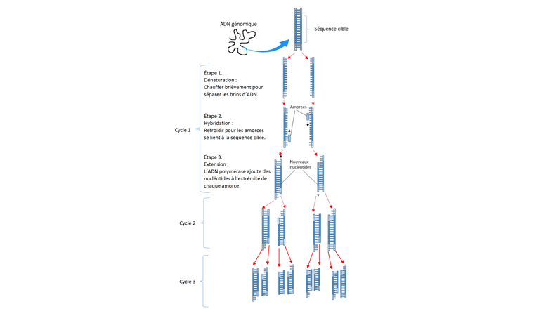 Fig. 3 La technique de la réaction de polymérisation en chaîne (PCR).