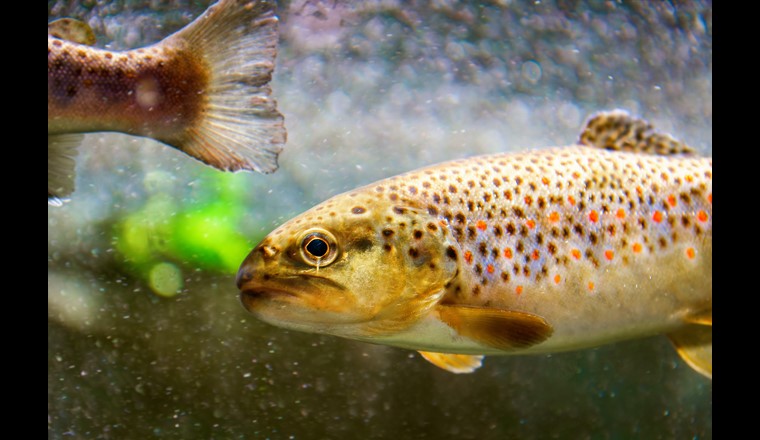 Espèce non indigène, la truite brune est par exemple très appréciée des Néo-Zélandais qui ont établi de nouvelles réglementations environnementales pour protéger l’espèce dans leurs eaux.